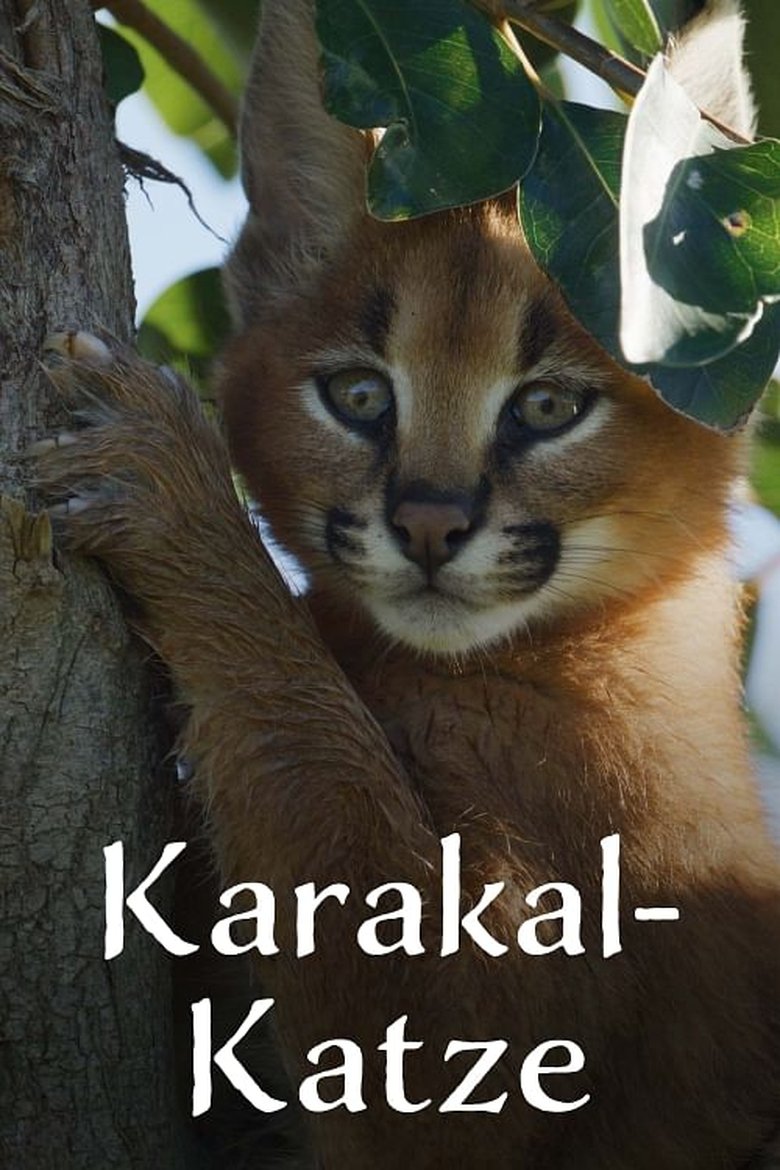 Karakal-Katze - Von der Savanne nach Kapstadt poster