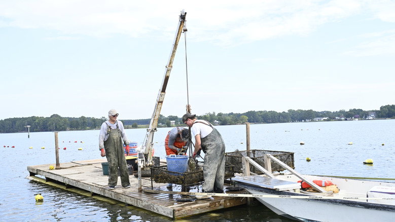 Imatge de Waterman's Heritage - Oysters in St. Mary's County