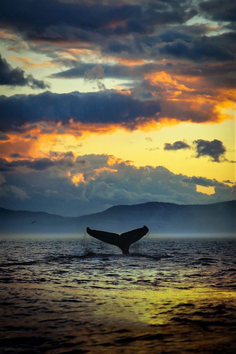 Imatge de The Loneliest Whale: The Search for 52