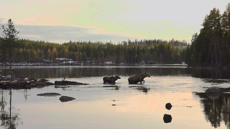 Still image for Den stora älgvandringen season 1 episode 19: Slow tv day 19