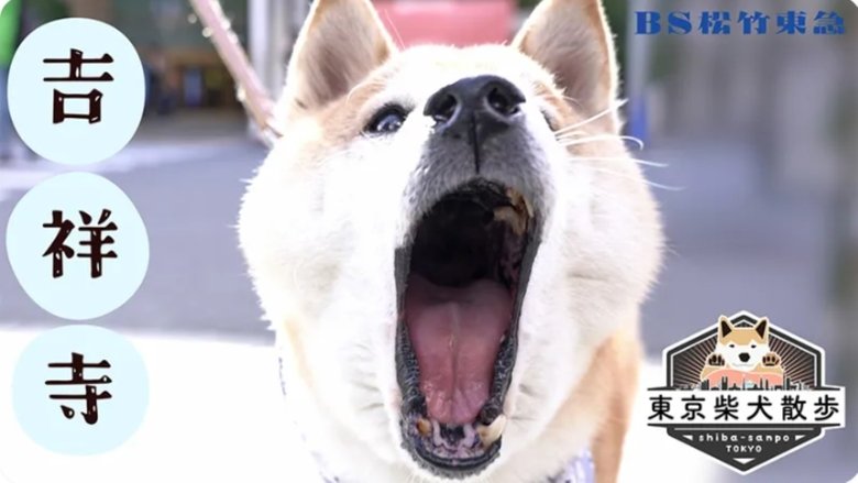 Still image for 東京柴犬散歩 season 1 episode 5: Episode 5