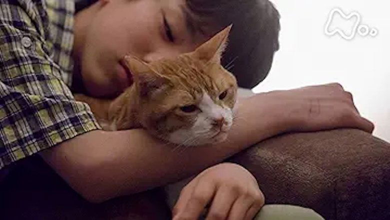 Still image for Blanket Cats season 1 episode 4: Episode 4 Still image for Blanket Cats season 1 episode 4: Episode 4