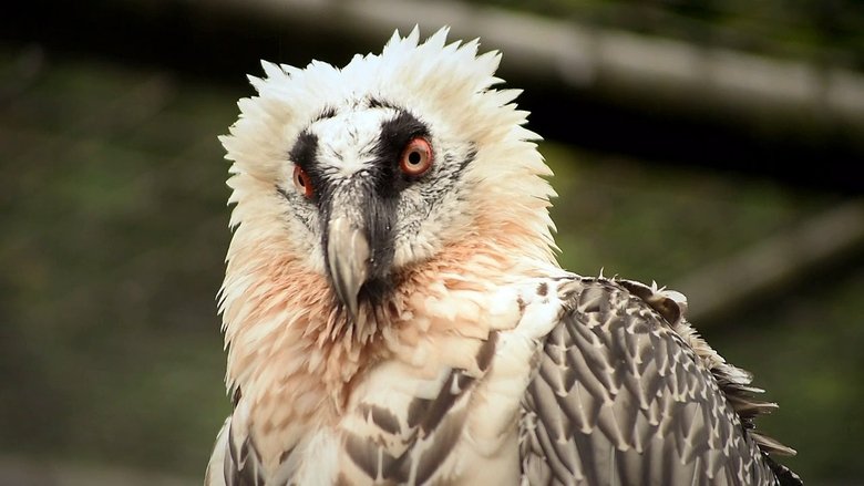Češi zachraňují Sezóna 1 Epizoda 3 bombuj