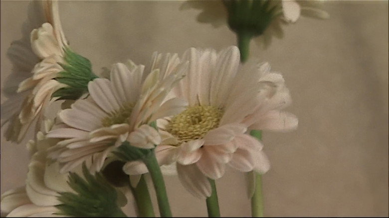 Film backdrop