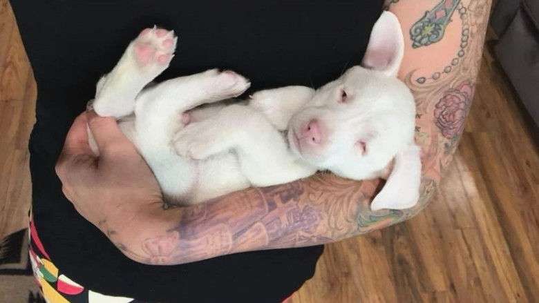 Still image for Amanda to the Rescue season 1 episode 2: Blind Puppy Homecoming Still image for Amanda to the Rescue season 1 episode 2: Blind Puppy Homecoming