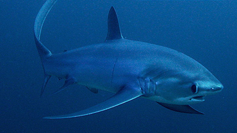 Still image for Wild Window season 1 episode 6: Beneath the Sea Still image for Wild Window season 1 episode 6: Beneath the Sea