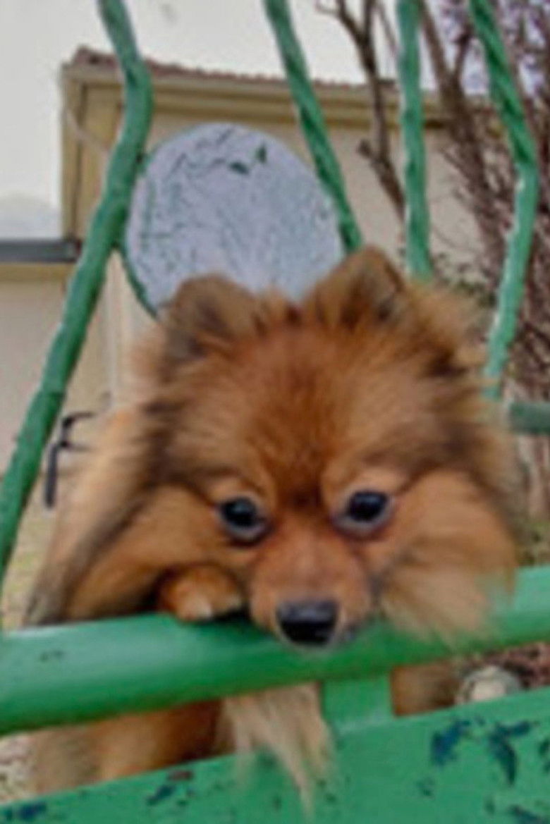 Imatge de Petits Échanges, grande destinée