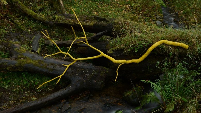 Leaning Into the Wind: Andy Goldsworthy