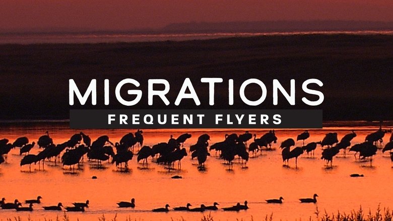 Migrations: Frequent Flyers (2020)