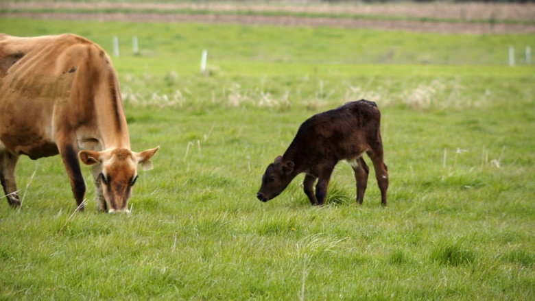 Still from The Incredible Dr. Pol - Season 24 Episode 8