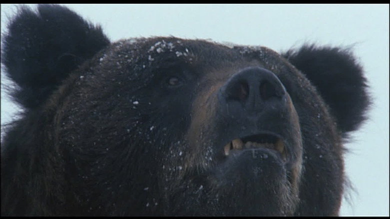 The Old Bear Hunter — image 13