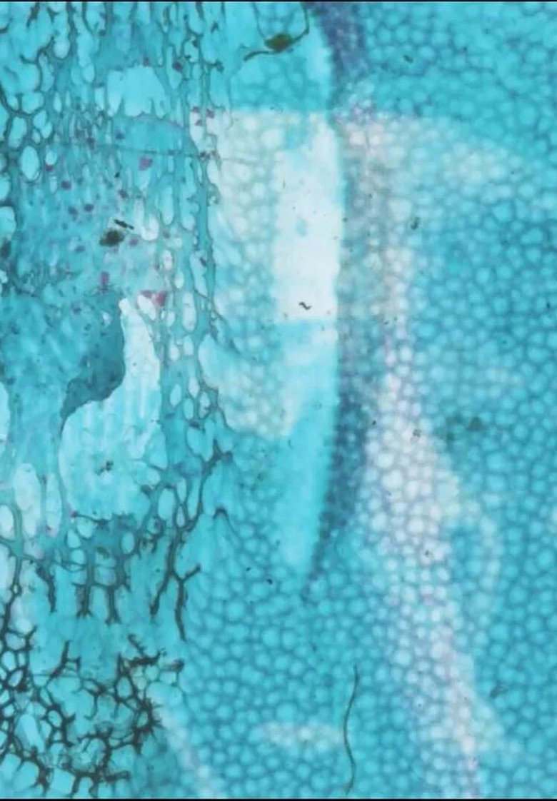 Diane (wrapped in plastic) background