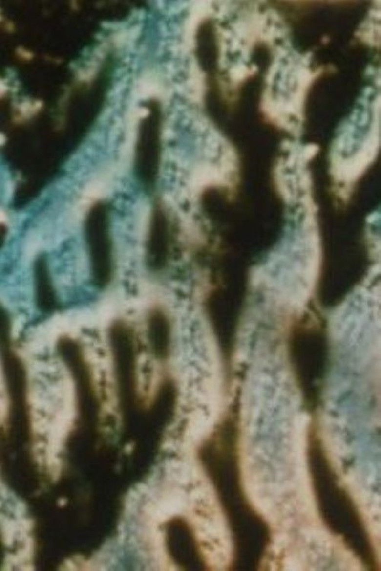 Imatge de Floating under a Honey Tree