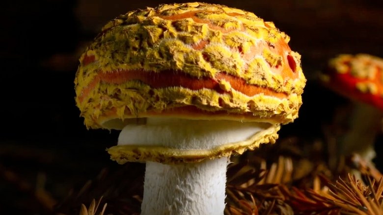 Giants Rising (2024)