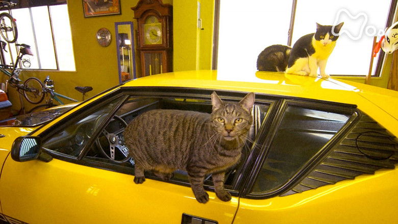 Still image for Mitsuaki Iwago's World “Cats” Travelogue season 1 episode 98: Tokyo Tama Still image for Mitsuaki Iwago's World “Cats” Travelogue season 1 episode 98: Tokyo Tama