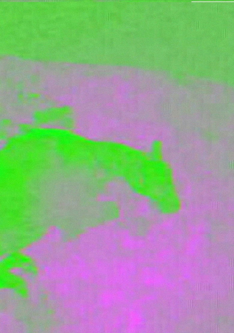 Imatge de Night Horse