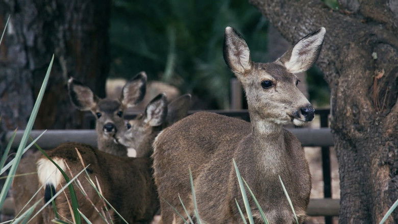 Imatge de The Deer Divide