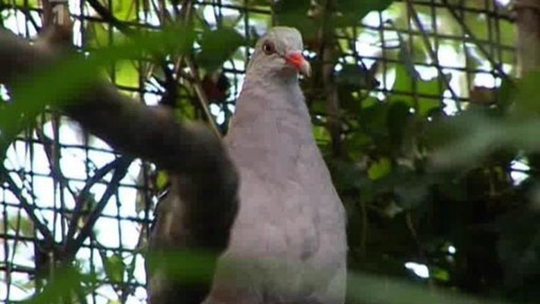 Přežili rok 2000 Sezóna 1 Epizoda 6 bombuj