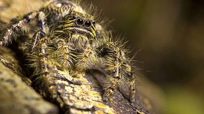 Still image for Crazy Monster season 1 episode 1: Spiders Still image for Crazy Monster season 1 episode 1: Spiders