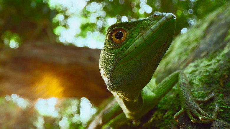 Still from The Secret Lives of Animals - Season 1 Episode 1