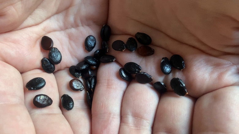 Let Me Kiss Your Eyes: How to Remember People from Dreams