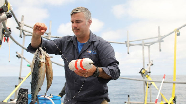 Mako Mania: California Battle