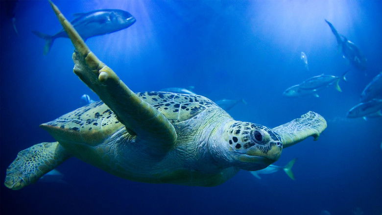 Still image for Secrets of the Aquarium season 1 episode 4: If It Goes Wrong, I’ll Blame Him Still image for Secrets of the Aquarium season 1 episode 4: If It Goes Wrong, I’ll Blame Him