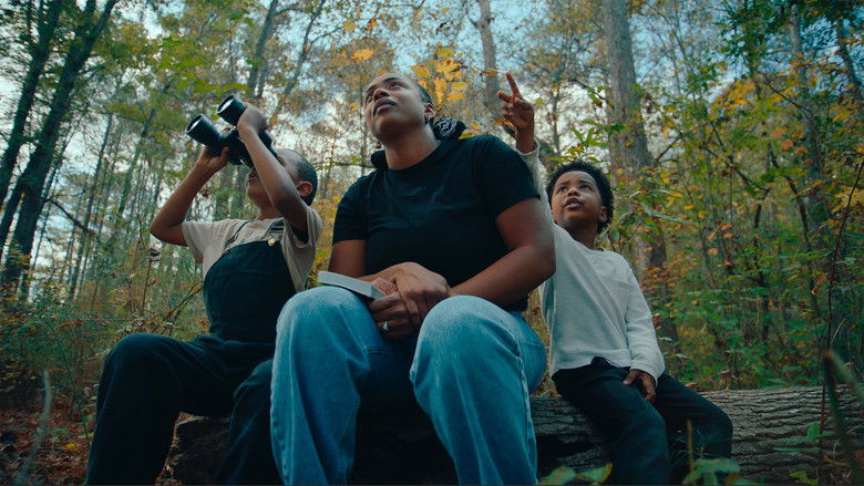 Imatge de The Boys and the Bees