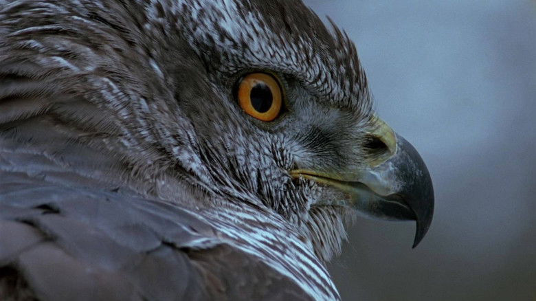 Still image for Saga Prastarej Puszczy season 1 episode 9: Episode 9