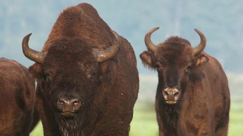 Still image for Wildnis Europa season 1 episode 3: Episode 3