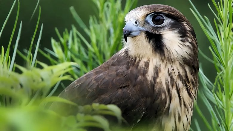 Wild+Birds+of+Australia