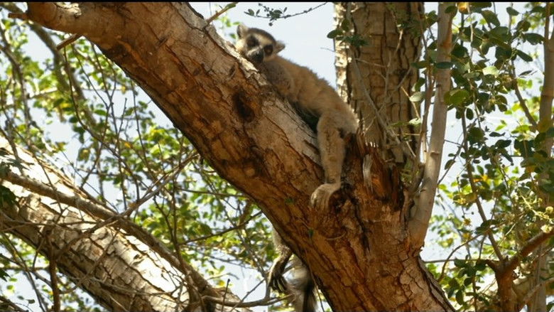 Still image for If I Were an Animal season 1 episode 14: If I Were a Lemur Still image for If I Were an Animal season 1 episode 14: If I Were a Lemur