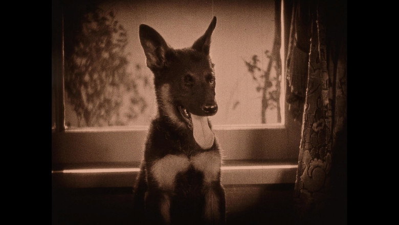 Imatge de Wonder Dogs! Canine Stars of the Silent Era (1898-1928)