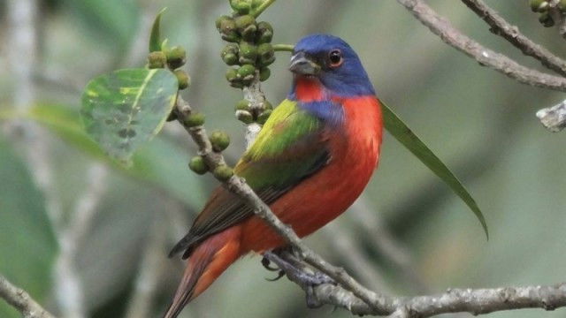 Still image for The National Geographic Guide to Birding in North America season 1 episode 19: Passerines: From Tanagers to Birders