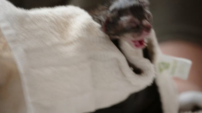 Still from The Incredible Dr. Pol - Season 24 Episode 5