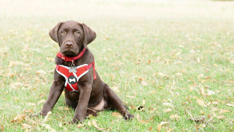 Still image for Puppy School season 1 episode 2: Episode 2