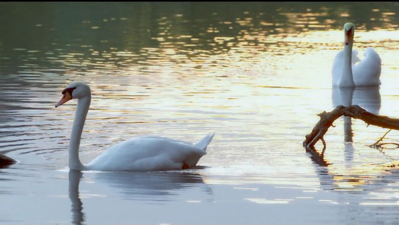 Still image for If I Were an Animal season 1 episode 5: If I Were a Swan Still image for If I Were an Animal season 1 episode 5: If I Were a Swan
