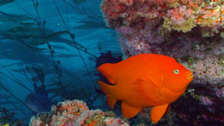 Still image for Wild Window season 1 episode 3: Forest in the Sea Still image for Wild Window season 1 episode 3: Forest in the Sea