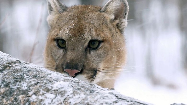 Puma, le fantôme du Gévaudan movie poster