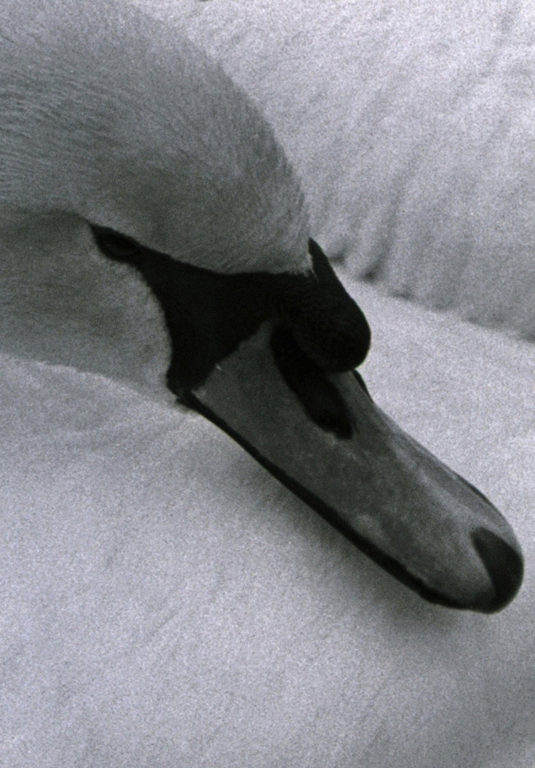 Imatge de Swan