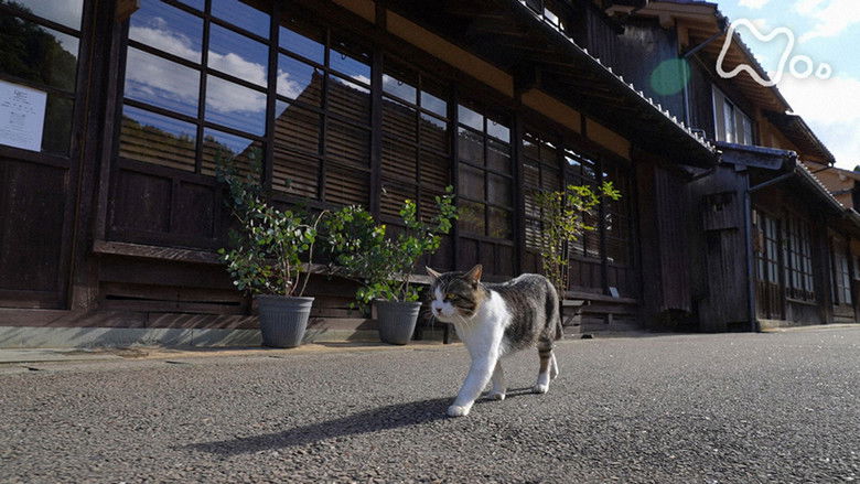 Still image for Mitsuaki Iwago's World “Cats” Travelogue season 1 episode 120: Shimane Still image for Mitsuaki Iwago's World “Cats” Travelogue season 1 episode 120: Shimane