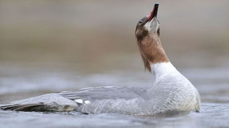 Still image for Wild Britain season 1 episode 5: Water Worlds Still image for Wild Britain season 1 episode 5: Water Worlds