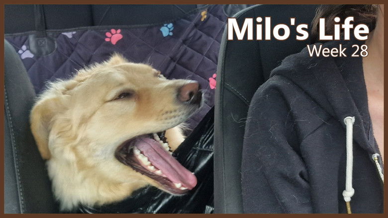 Still image for Milo's Life season 1 episode 28: Sunny Days | Week 28 Still image for Milo's Life season 1 episode 28: Sunny Days | Week 28