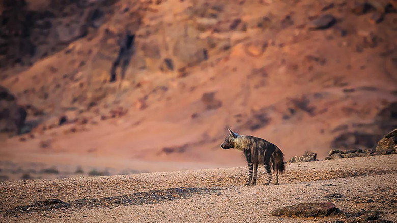 Imatge de Bruna hyenor