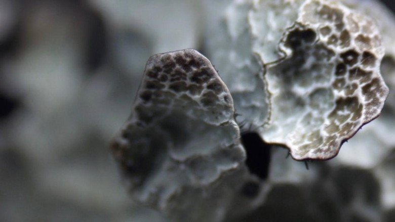 Imatge de Lavsang - Song of the Lichens