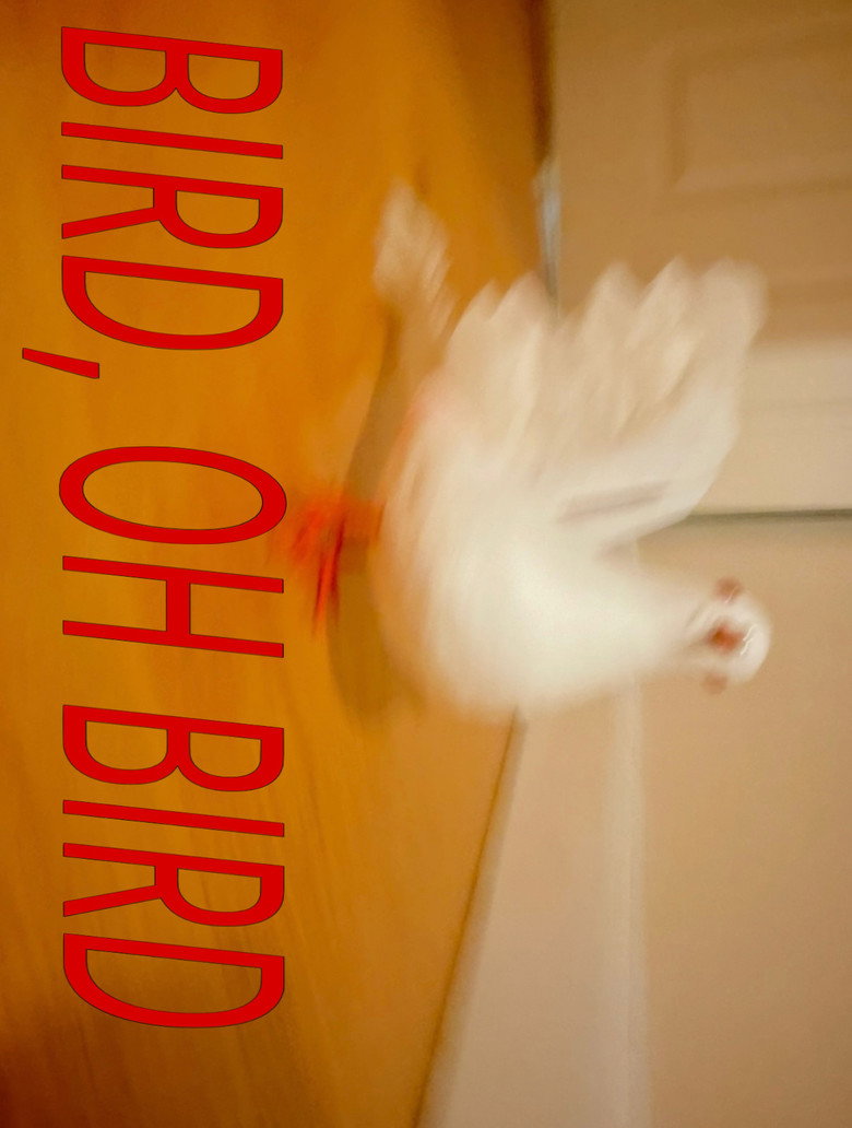 Imatge de Bird, Oh Bird