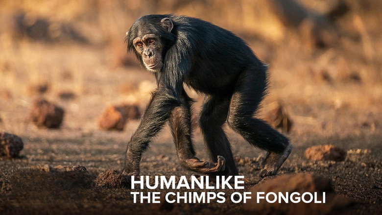 Frame from Humanlike - The Chimps of Fongoli
