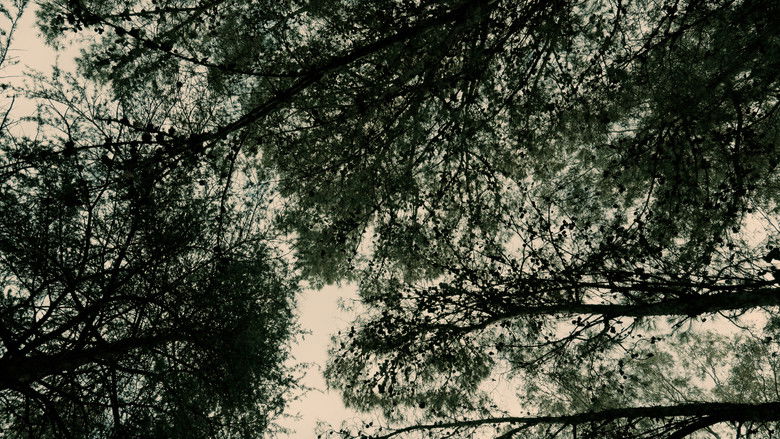 La Sombra en el Retrato