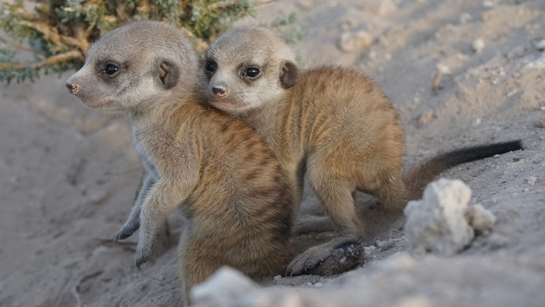 Still image for In the Womb: Animal Babies season 1 episode 2: Birth-Days