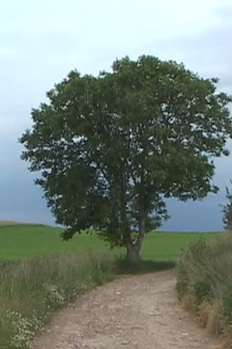 A Path Deepened by Bell Sounds background